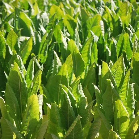 Cabanas-bungalows-camping 