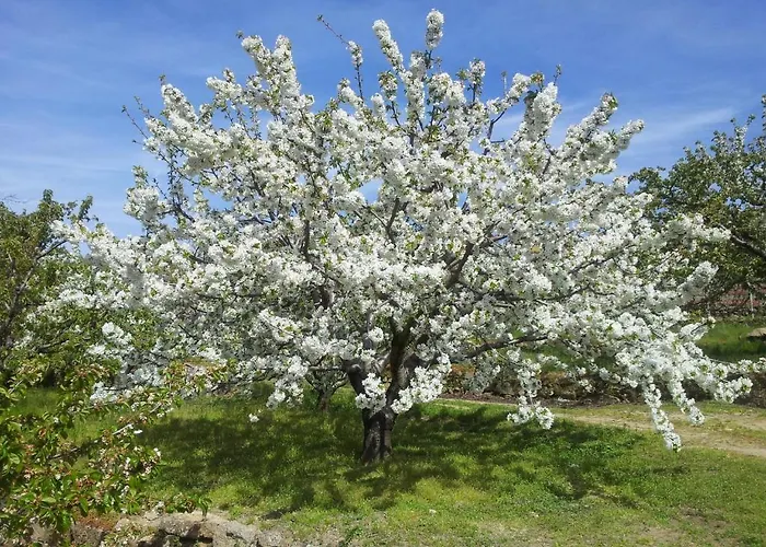 Cabañas-bungalows-camping La Vera Resort