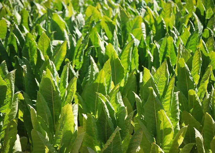 Cabañas-bungalows-camping La Vera Resort